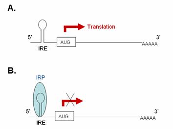 iron response element