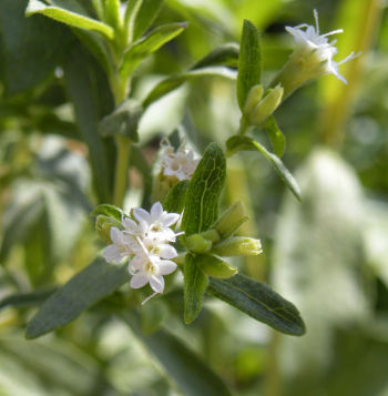 Stevia_rebaudiana_flowers.jpg