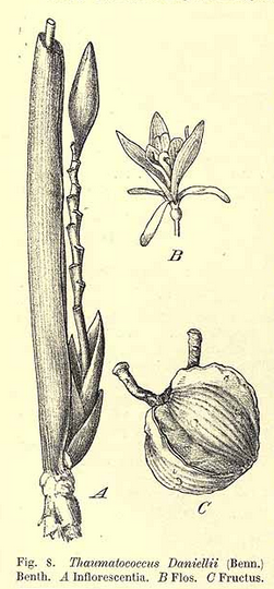 Thaumatococcus.png