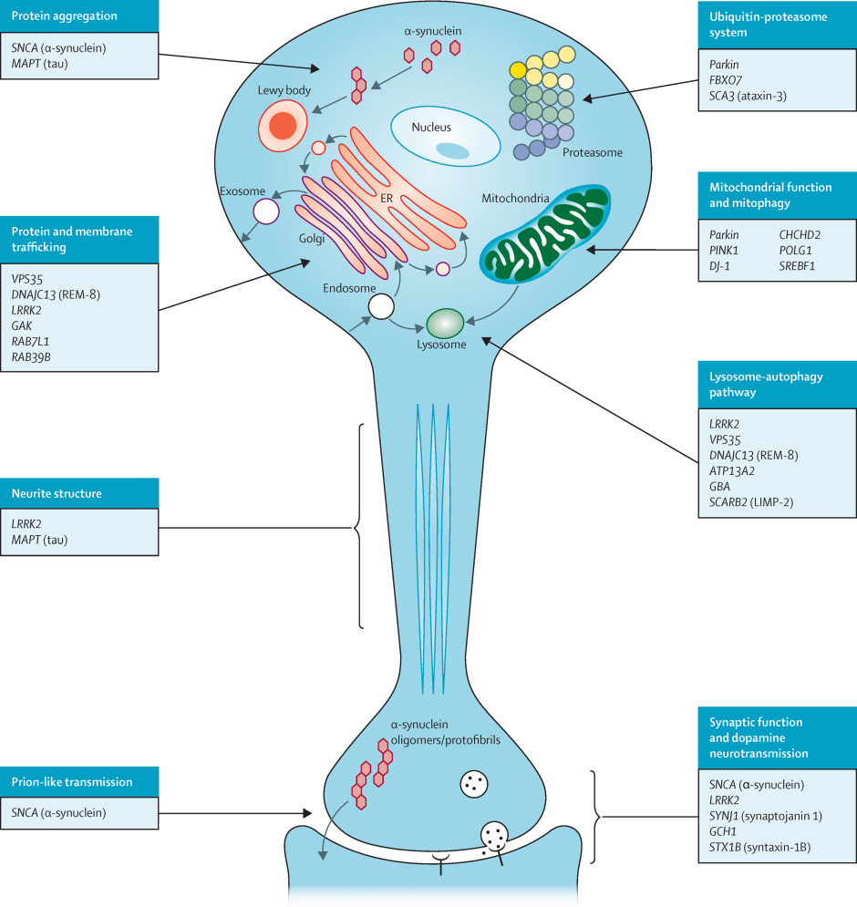 parkinson disease cellular processes and proteins involved