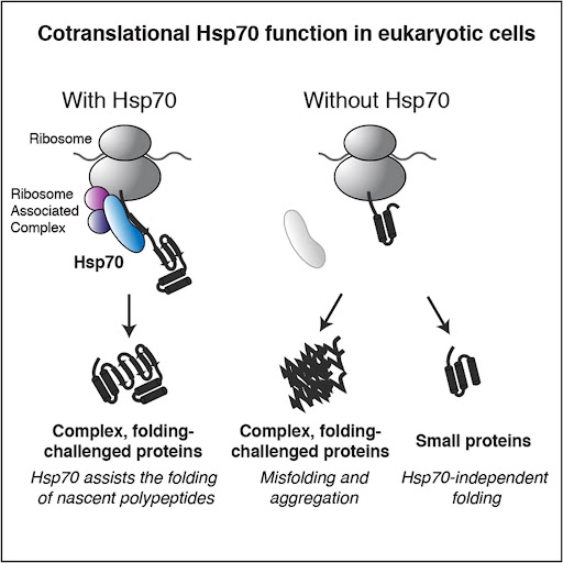 quinoa-hsp70-mechanism-fig2.jpg