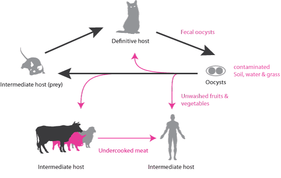 Don T Blame The Cat The Toxoplasmosis Effect Interpro Articles