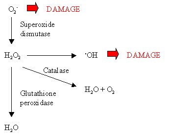 catalase reaction with hydrogen peroxide