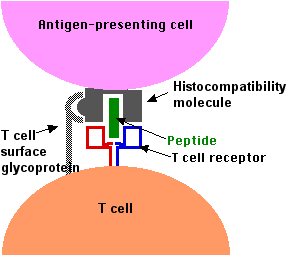 cell receptor