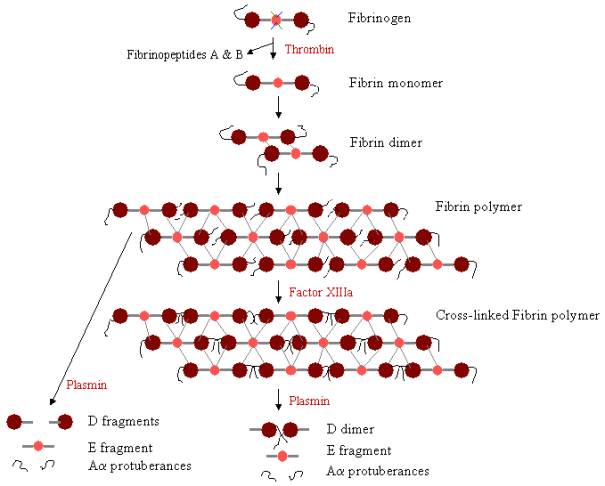 fibrin structure