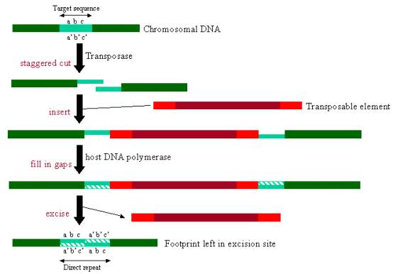 transposable elements are dna sequences that